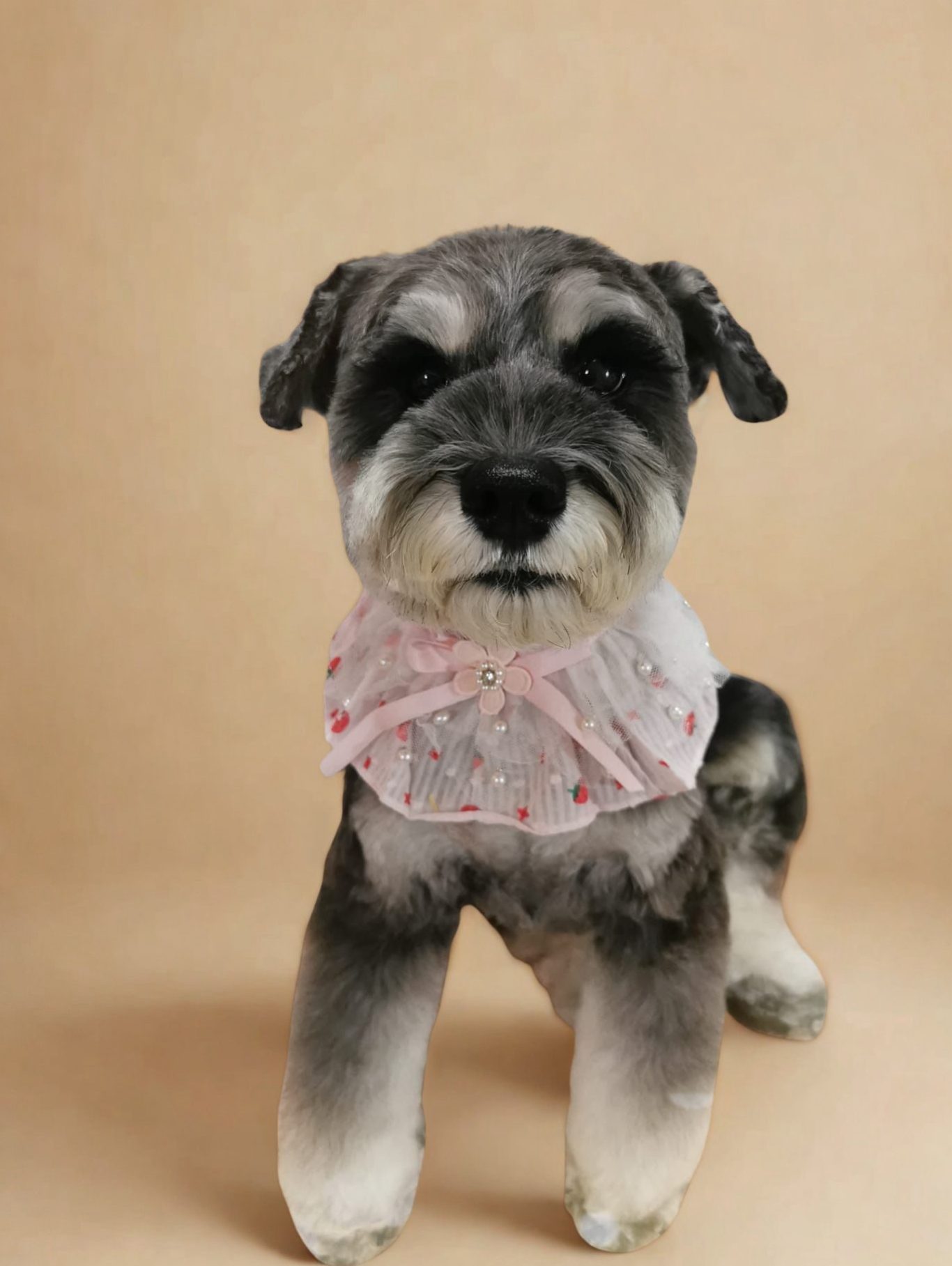 A collage of six groomed dogs, including Pomeranians, Schnauzers, and a Shiba Inu.